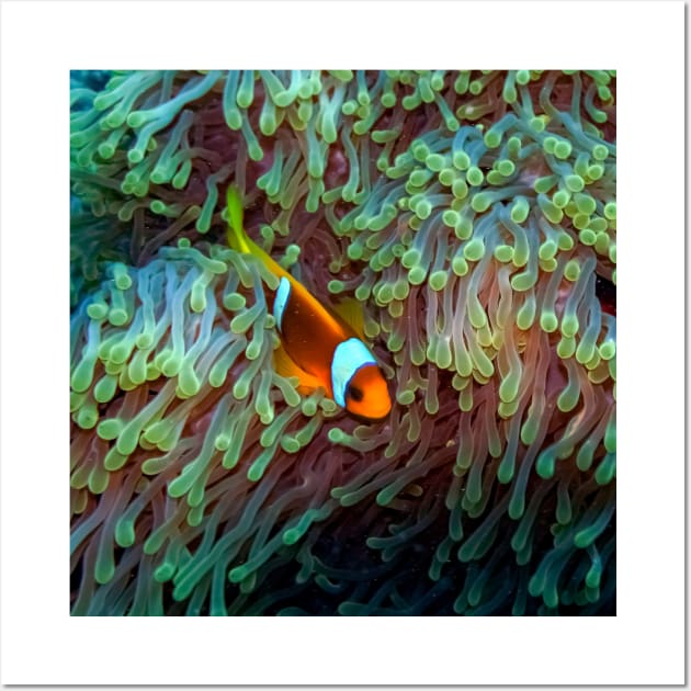 Clownfish Wall Art by likbatonboot